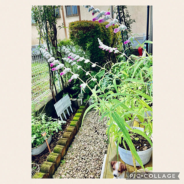 CoCo0617さんの実例写真