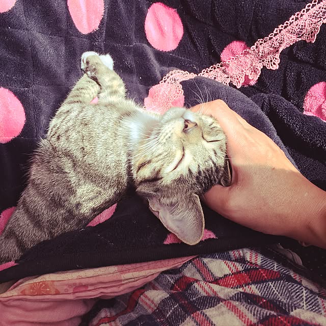 kokoさんの実例写真