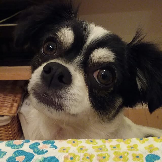 yukkoさんの実例写真