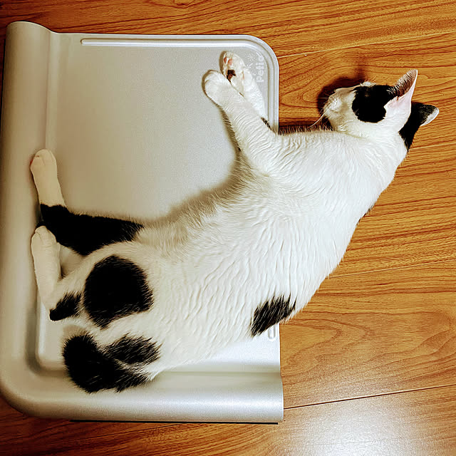 実例写真