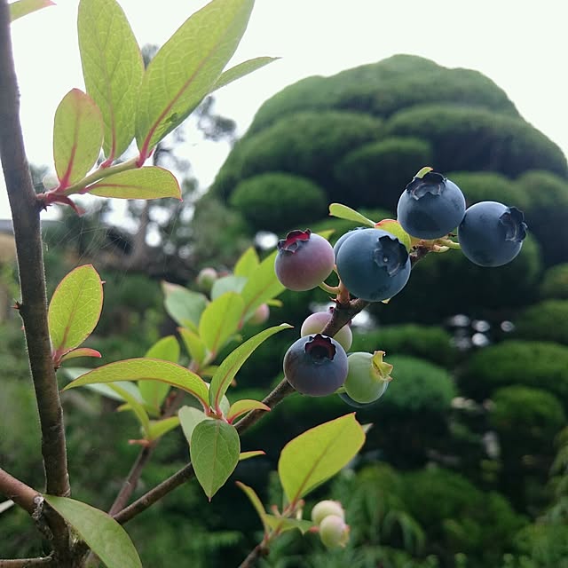monblanさんの実例写真