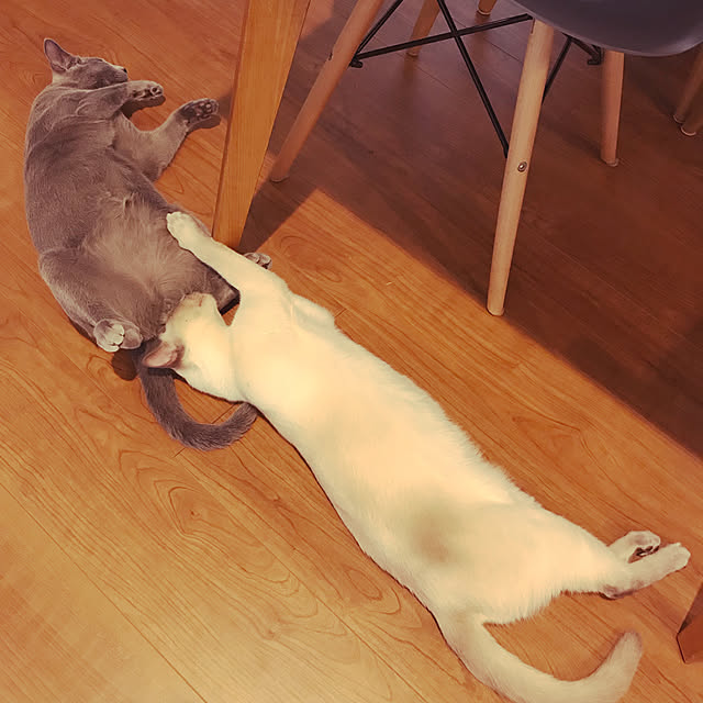 maaayonさんの実例写真