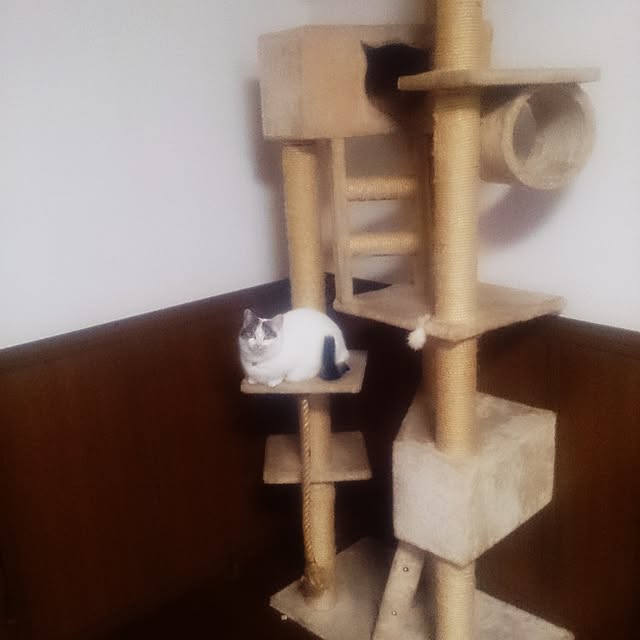 mine-catsさんの実例写真