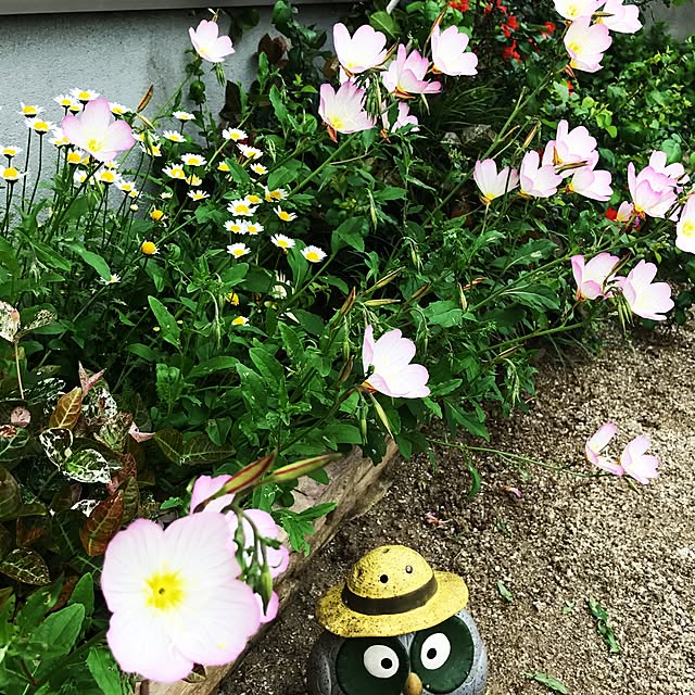 portulacaさんの実例写真