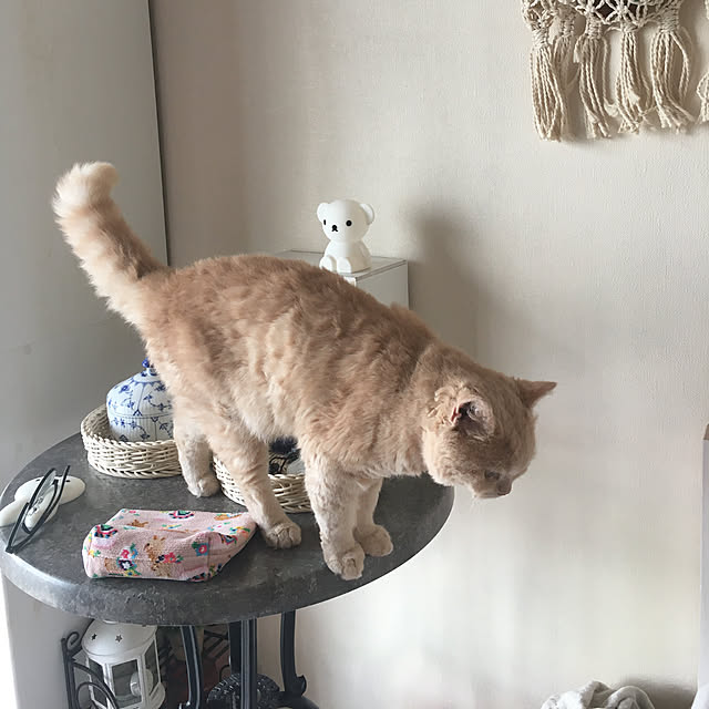 naokoさんの実例写真