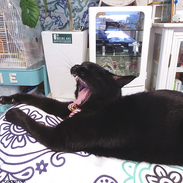 cocoronさんの実例写真