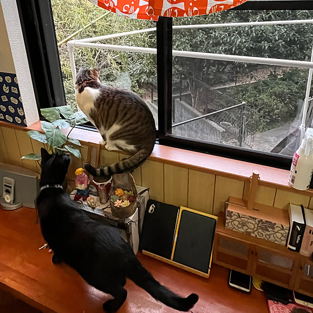 jijiさんの実例写真