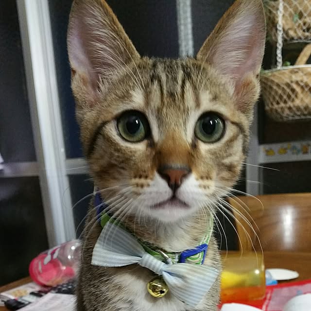 poniさんの実例写真