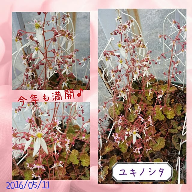 Yumiさんの実例写真