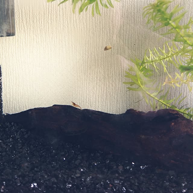 Karukoさんの実例写真