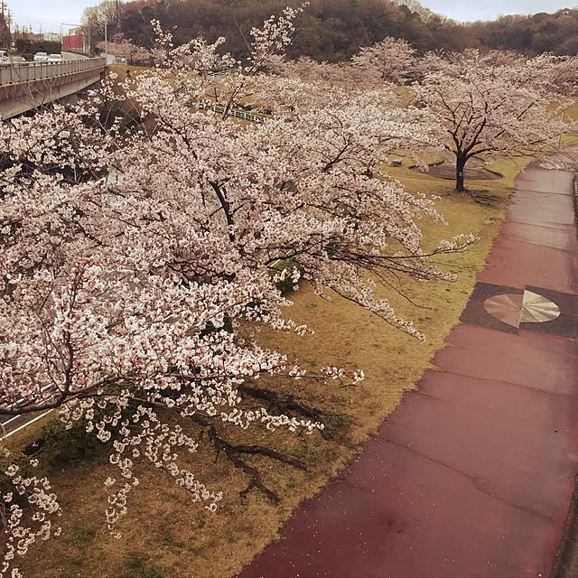 実例写真