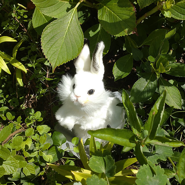 Hujikoさんの実例写真