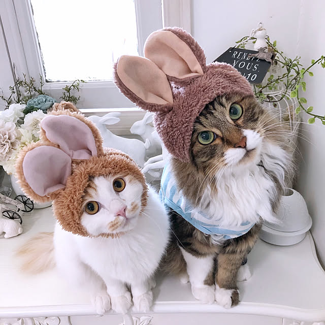 yuchiさんの実例写真