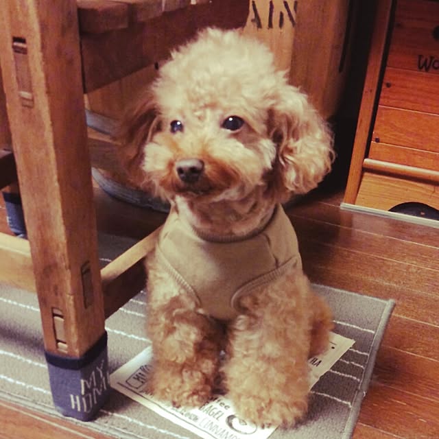 picoさんの実例写真