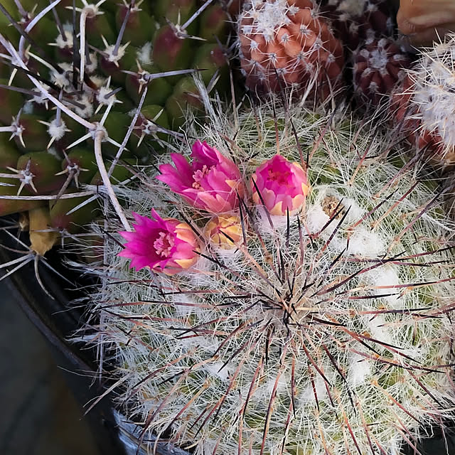 ガーデニング サボテンの花のおすすめ商品とおしゃれな実例