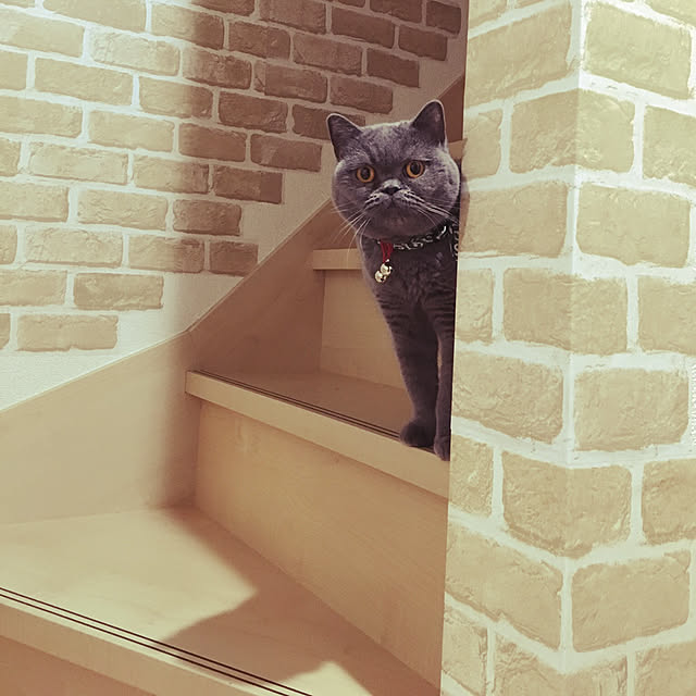 kotakinarinさんの実例写真