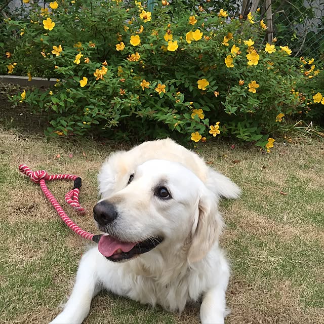 angeさんの実例写真