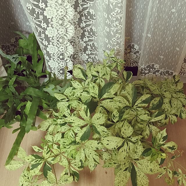saku.mamaさんの実例写真