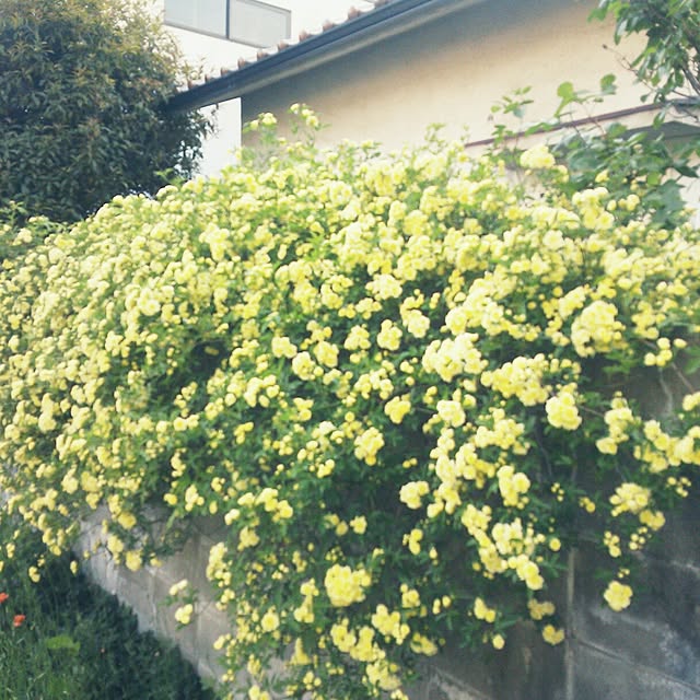 Makoさんの実例写真