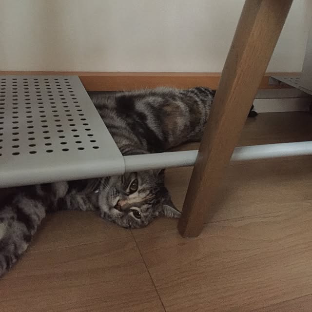 haruさんの実例写真