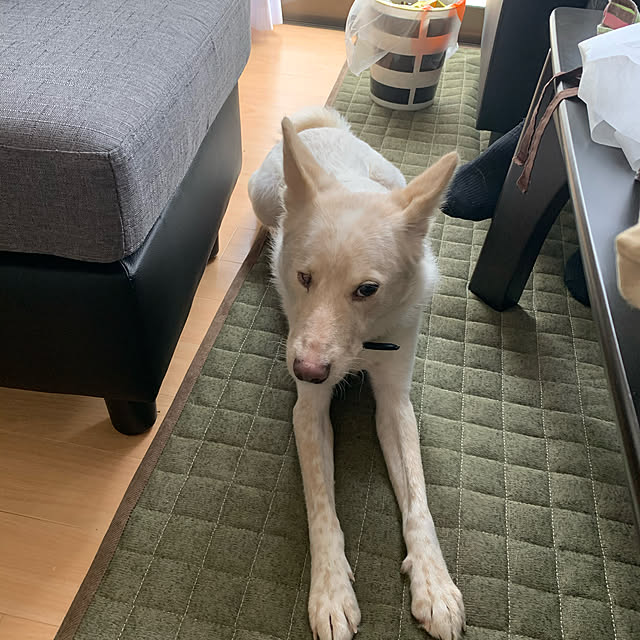 cheminさんの実例写真
