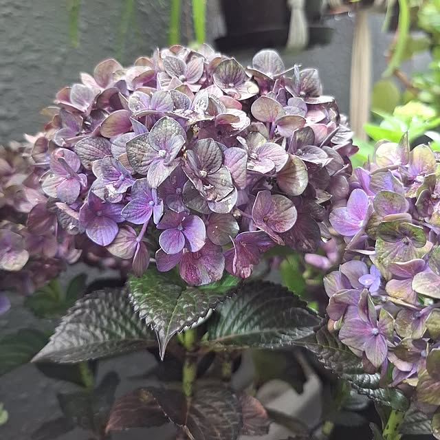 noaさんの実例写真