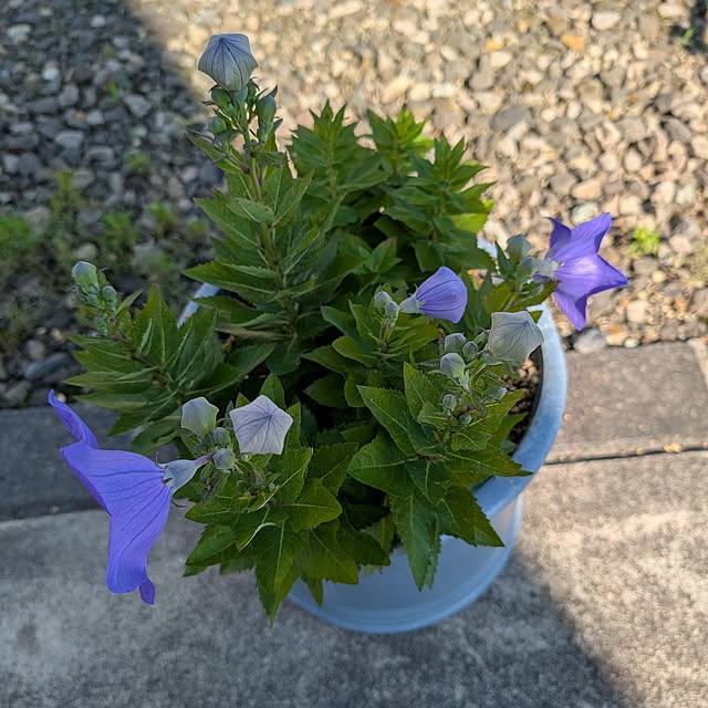 KOHAKUさんの部屋