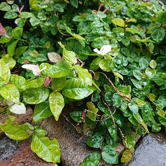 Mi-koさんの部屋