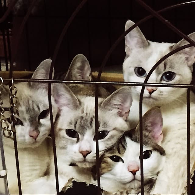atsu31さんの実例写真