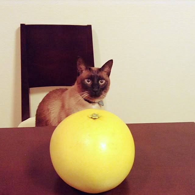 dodoさんの実例写真