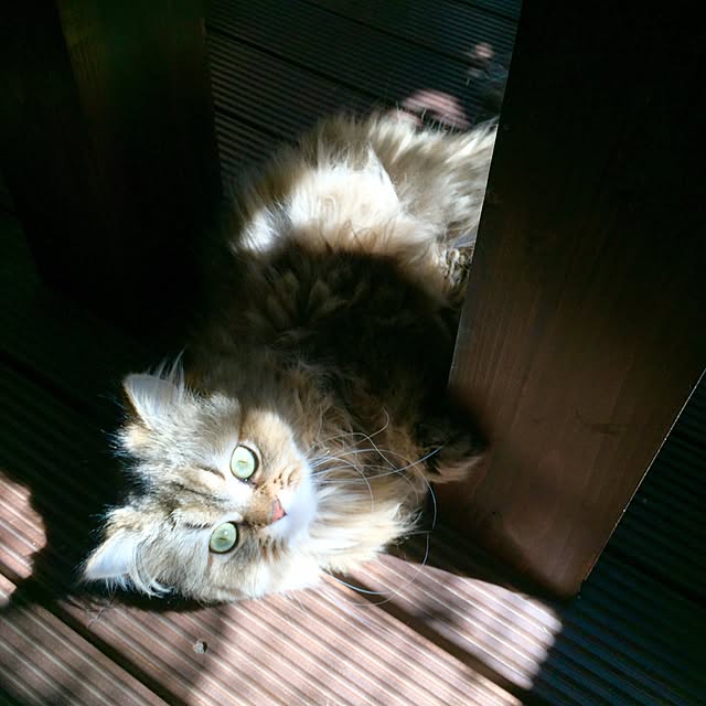butachanさんの実例写真