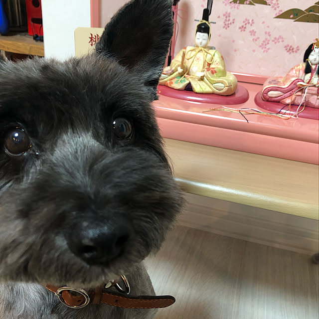 Youtyoさんの実例写真