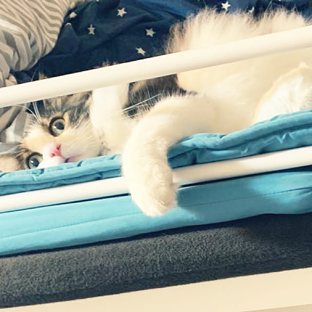 asuさんの実例写真
