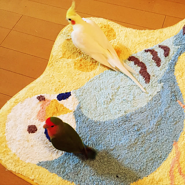 toratanさんの実例写真