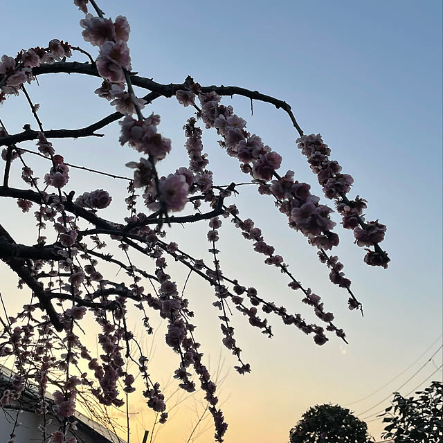 mamizaさんの実例写真