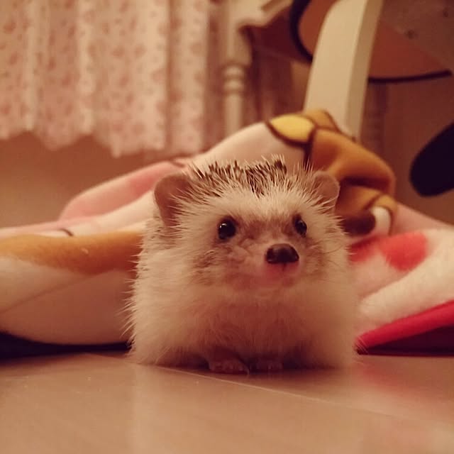 kuruさんの実例写真