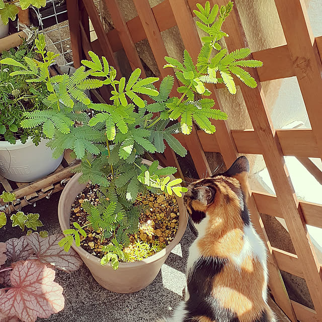 chisaviさんの実例写真