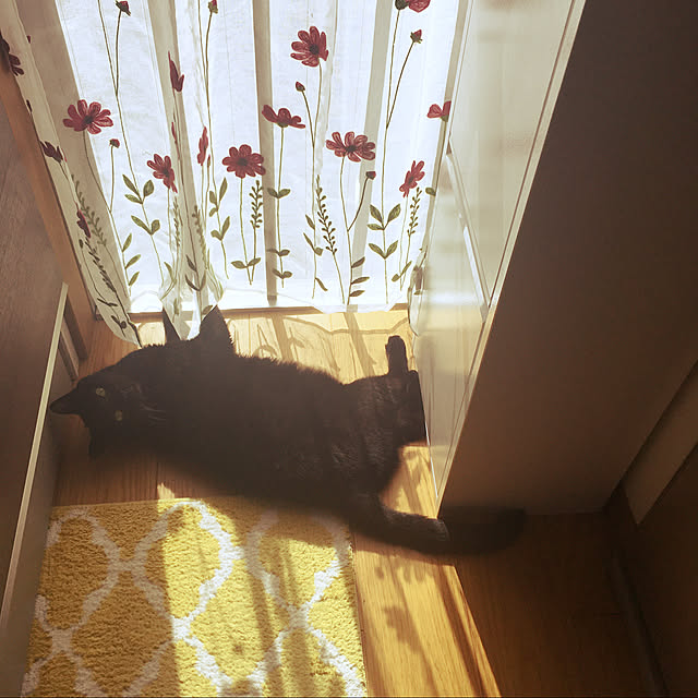 momoさんの実例写真