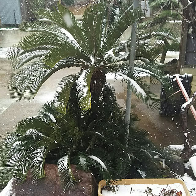 tomoko178さんの実例写真