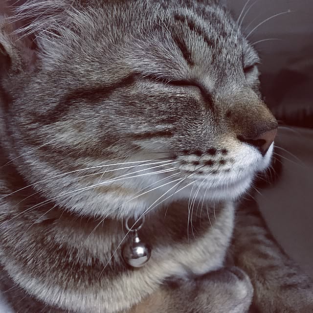 sayasさんの実例写真