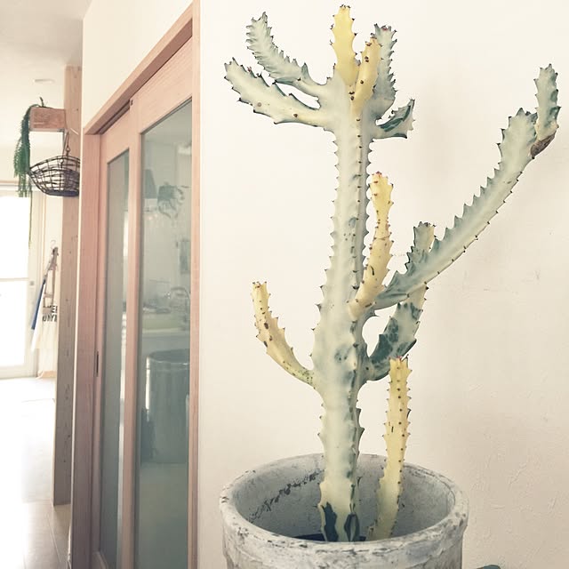 marley0209さんの実例写真