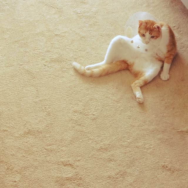 yoshinari_tokuteruさんの実例写真