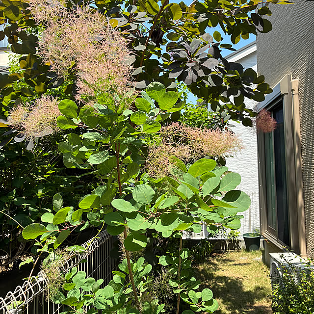 hatsugaさんの部屋