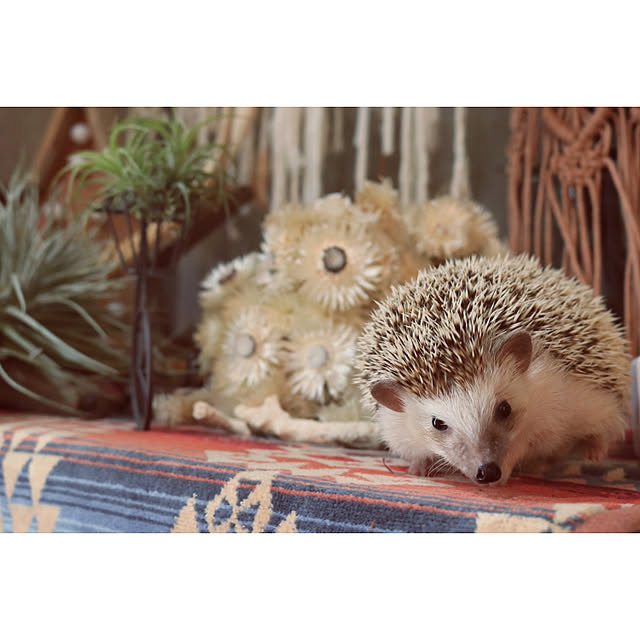 Chikakoさんの実例写真