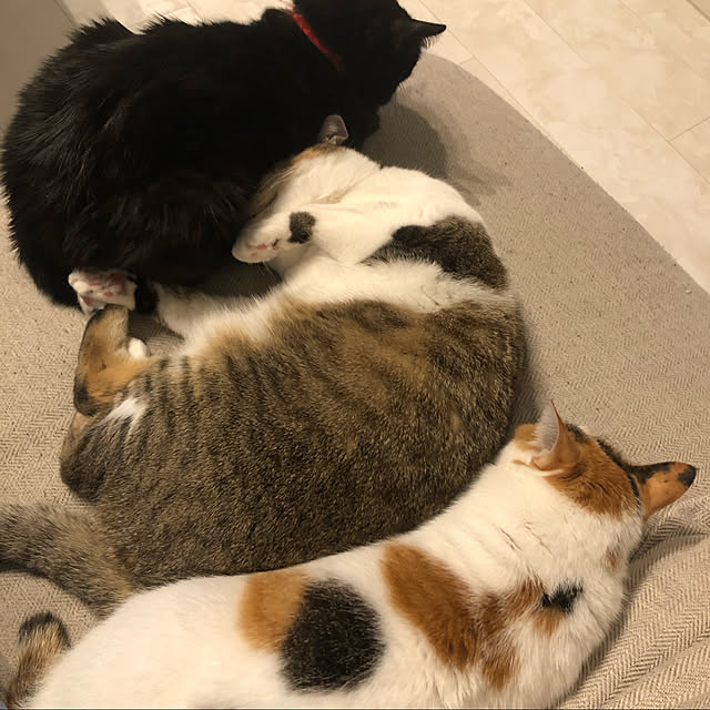 実例写真
