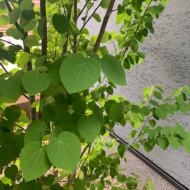 h_home.hさんの部屋