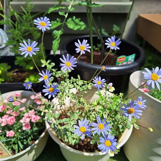 Blancheさんの実例写真