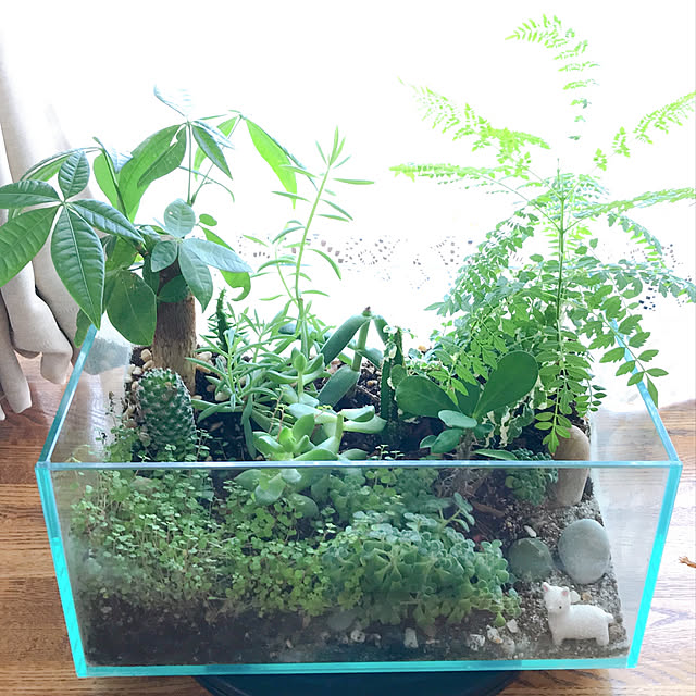 観葉植物/リビングのインテリア実例 - 2019-07-15 13:40:25