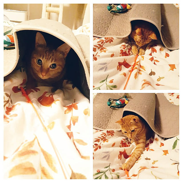 chisaviさんの実例写真
