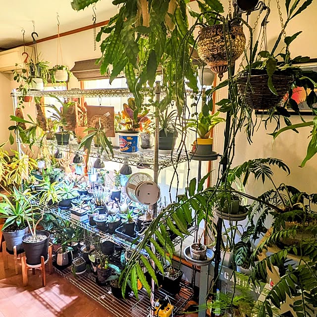 植物棚 植物育成LEDライトのおすすめ商品とおしゃれな実例 植物棚 植物育成LEDライトのおすすめ商品とおしゃれな実例